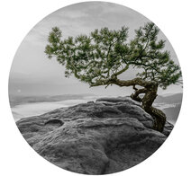 Behangcirkel Boom op rots