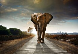 Olifant fotobehang
