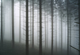 Bos behang Bomen in de mist