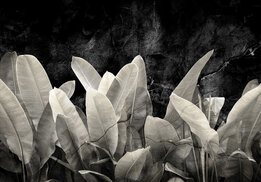 Bananen bladeren fotobehang Donker