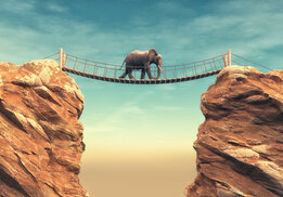 Olifant op brug fotobehang