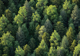 Bos vlies fotobehang Boomtoppen