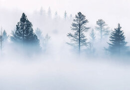 Bos fotobehang Foggy Forest
