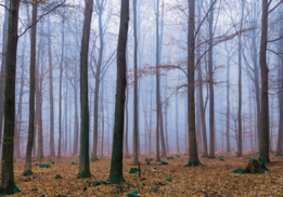 Bos fotobehang Misty Wood