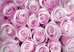 Rozen fotobehang - Pink