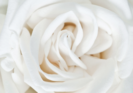 Rozen fotobehang Witte roos