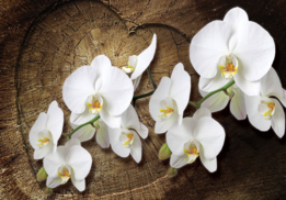 Orchidee op hout Bloemen fotobehang