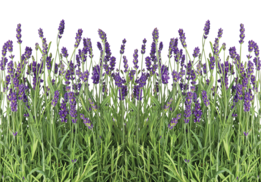 Lavendel fotobehang