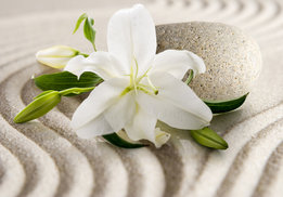 Zen fotobehang Lelie