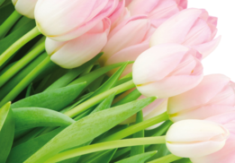 Tulpen fotobehang Zacht roze