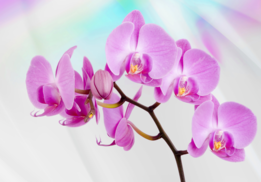 Orchidee fotobehang - roze
