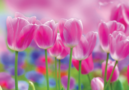 Tulpen fotobehang - roze