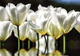 Tulpen fotobehang - zacht geel