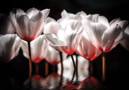 Tulpen fotobehang - wit rood