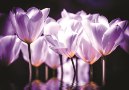 Tulpen fotobehang - paars