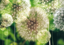 Dandelions fotobehang