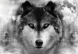 Wolf fotobehang
