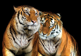 Tijger fotobehang Love