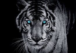 Tijger fotobehang