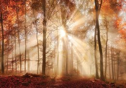 Herfstbos zonnestralen fotobehang