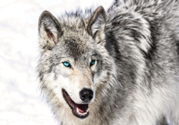 Wolf fotobehang blauwe ogen