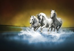 Paarden fotobehang Geel Blauw