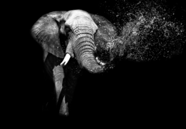 Olifant fotobehang zwart-wit