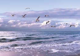 Strand fotobehang Zeemeeuwen