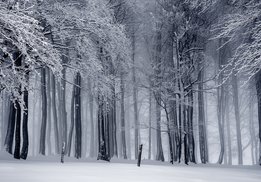 Winters Bos fotobehang