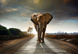 Walking Elephant fotobehang