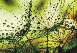 Dandelion fotobehang groen